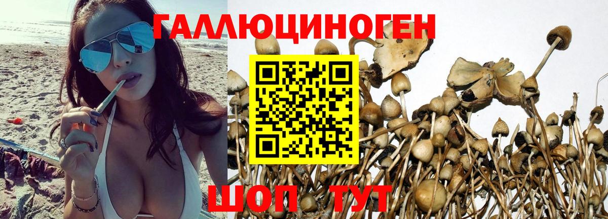 Холмск  Галлюциногенные грибы Cubensis  Вход с VPN 